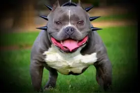 养“美国恶霸犬”的坏处，看完你还敢养吗？图片