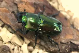 盘点2平米内就能养好的宠物，让孩子感受爱与责任图片