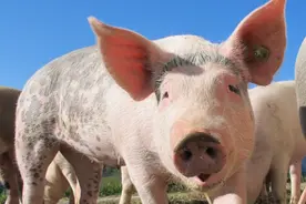 猪队友是怎么来的图片