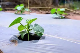 地膜被“百日攻坚”，种地不让用地膜？误解了，农民应该拍手叫好图片