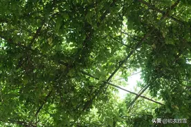 ​初夏明快美诗六首：竹里风微又胜春，夏浅胜春最可人图片