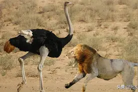 鸵鸟有多可怕？一爪子掏出豹子的内脏，堪比“开膛手杰克”图片