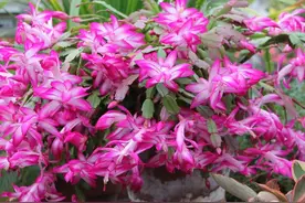 仙人掌嫁接蟹爪兰，长势太凶猛，长成“大花树”，开成花瀑布图片