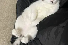 猫咪一连几天眯着眼睛，带去医院怒花一大笔检查费......图片