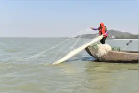 巢湖的“两难”：银鱼进入10年繁殖期，放流鲢鳙“一举三得”？图片