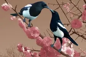 喜鹊求助记 动物的灵性让我吃惊图片