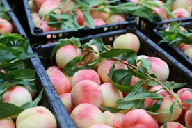 吃完的桃子，桃子皮不要扔掉了，教你这样做，小孩一周要吃7次图片