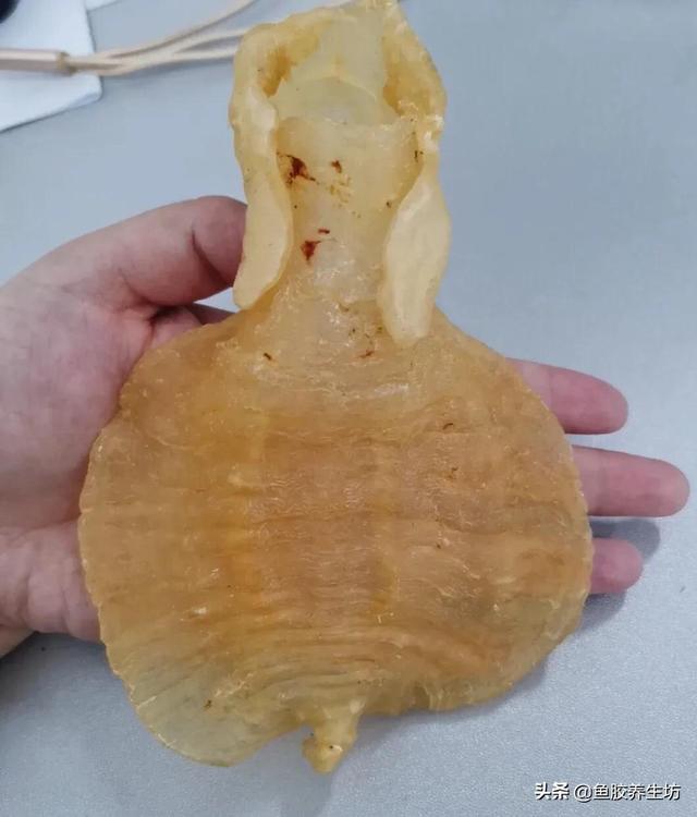 花胶 澳洲 2026年澳洲花胶液有什么好处 花胶 澳洲 2026年澳洲花胶液有什么好处