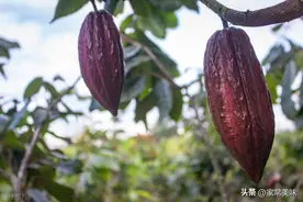 明明长相差不多，为何一个叫咖啡，一个叫可可，它俩区别在哪？图片