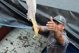 巴西这种鱼类衍生品分文不值，被中国炒到了1000一斤图片