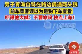 惊险！男子青海自驾偶遇两头狼，前车误认是狗，遇袭该如何自救？图片