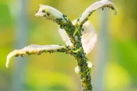 替代吡虫啉的治蚜虫新药，桃蚜、瓜蚜、黄蚜都能治，你用过吗？图片