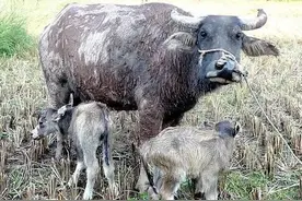 奇闻:泰定三年九月，长兴农民王俊二家的牛竟然生了一头麒麟图片
