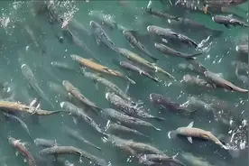 三峡坝区出现大量“水老虎”，引发网友担忧，专家：无须人类干预图片