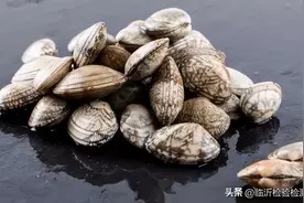 饮食用药小常识每周科普——《蛤蜊》图片