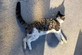 为什么猫比狗更容易被汽车撞？图片