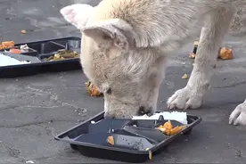 狗妈妈被遗弃后，每天来回奔波60公里，给藏在山里的小狗喂奶图片