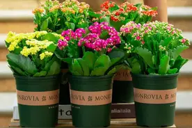 春天买的长寿花，“这里”剪一刀，预防黄叶、黑腐病，花开不停！图片