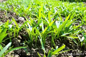 白醋加上它们，喷施白萝卜、白菜、空心菜，没有虫害，预防霜霉病图片