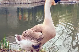 一个鹅头卖上千元，被称为鹅界“劳斯莱斯”狮头鹅为何卖这么贵？图片