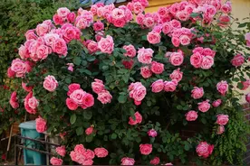 小区常见的15种灌木，含观花，观果，低维护，还耐修剪图片