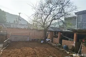 老人把7万养老钱埋树下找不着 掘地三尺才找回 专家不建议埋图片