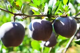 好吃还好养活的黑钻苹果，你见过吗？图片