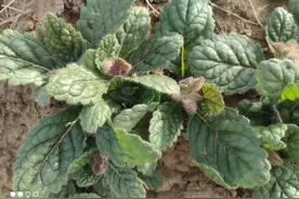 野生地黄可以当野菜食用吗图片