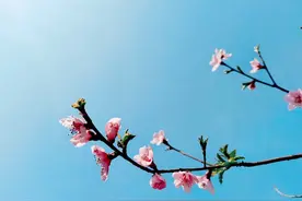 韩香玲｜春游小记图片