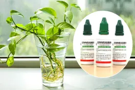 水培植物的水中有虫蠕动怎么办？这四种方法帮你轻松解决图片