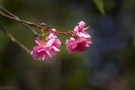 得之我幸，失之我命，见或不见，牵挂一生​图片