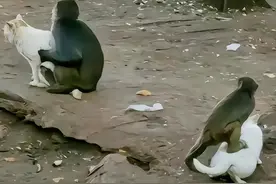 昆明动物园回应“猫猴共处”事件，网友不买账，有人爆出更多细节图片