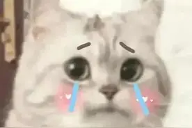 Share~猫猫头表情包（上）图片