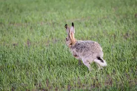 野兔晚上几点出来的最多？野兔繁殖能力不弱，为何却变得少见了？图片