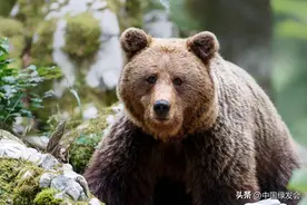 25年跟踪调查显示：吉林长白山自然保护区熊类资源下降74.4%图片