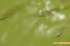 确定了！翠湖里的外来物种是罗非鱼！图片
