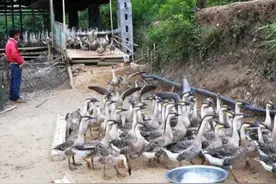 当年，大伯养了100只鹅，快出栏售卖时接连死掉，伯母喝农药离世图片