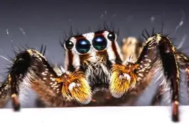 你真的很怕蜘蛛吗？心理学家：这是病图片