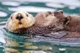 水獭喂奶：一个真实的故事，铁石心肠的人也动容落泪图片