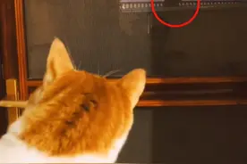 “邻居的猫天天来骂我家大橘，我该打它一顿吗？”图片