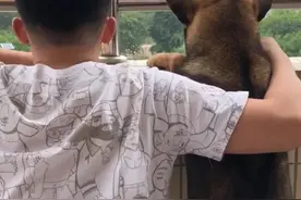 中华田园犬 是中国本土的“土狗”请大家不要嫌弃他们图片