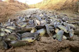 惊现怪鱼？广西山上出现鱼群“排队爬行”，行人还得给它让路图片