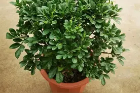 十一假期适合养米兰，花香浓郁又好养，这三点要注意，别不当回事图片