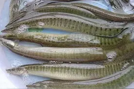 过去随便吃的河鲜，现在要消失了，而你见过哪个？图片