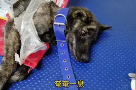 狗狗吃骨头肠道划伤便血不用怕，对症下药，在家治疗就可以...图片