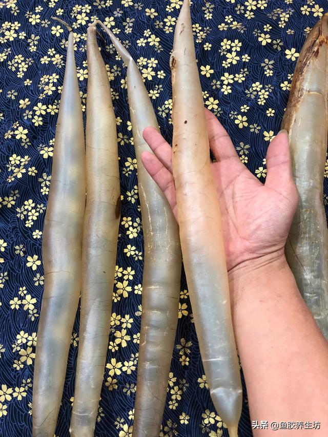 黄门鳝肚花胶怎么做 2026年黄门鳝胶与花胶的区别