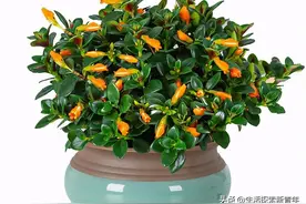 做好3点，力争让金鱼吊兰花开娇艳，再次实现你当初买花时的迷人图片