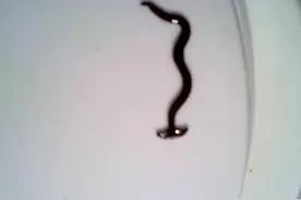 居民家中闯进奇怪生物，像蚯蚓又像蛇，头顶还长了一朵“小蘑菇”图片