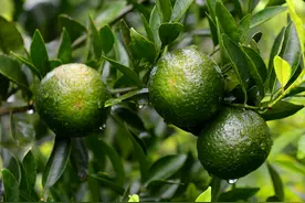 炎热夏天，喝点清新爽口的小青柑柑普茶图片