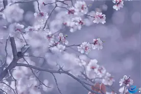 组图 | 榆中：千年古道车道岭 杏花山巅闻秦音图片